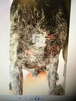 Verletzungen an der Bauchunterseite des vom Wolf angefallenen Hundes