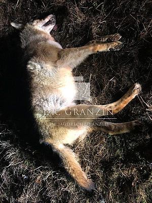 Aufnahme des getöteten Wolfes nach Eintreffen der Polizei